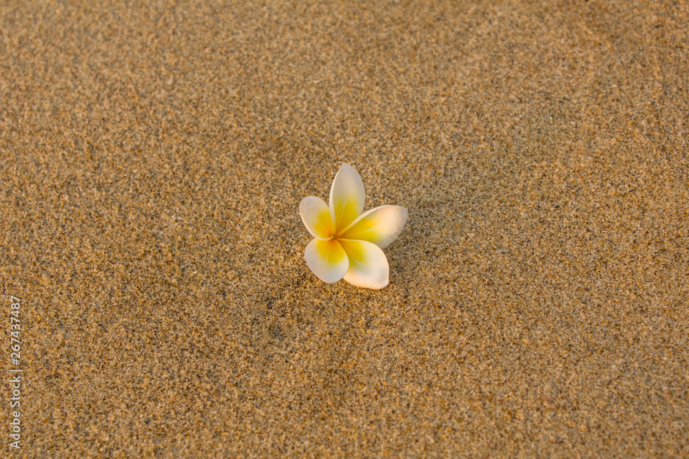 bright white frangipani plumeria flower lies on a blurred yellow sand close up bright white frangipani plumeria flower lies on a blurred yellow sand close up