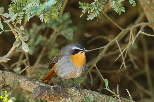 A shy Cape Robin-chat standing on a branch in a shaded woodland.
