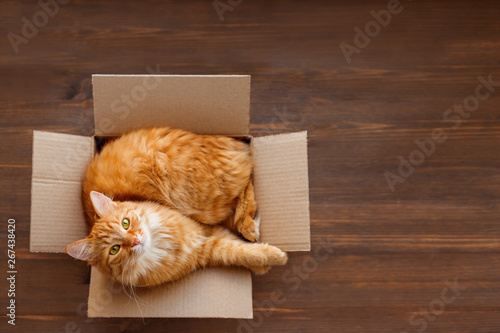 Cute ginger cat lies in carton box on wooden background. Fluffy pet with green eyes is staring in camera. Top view, flat lay.