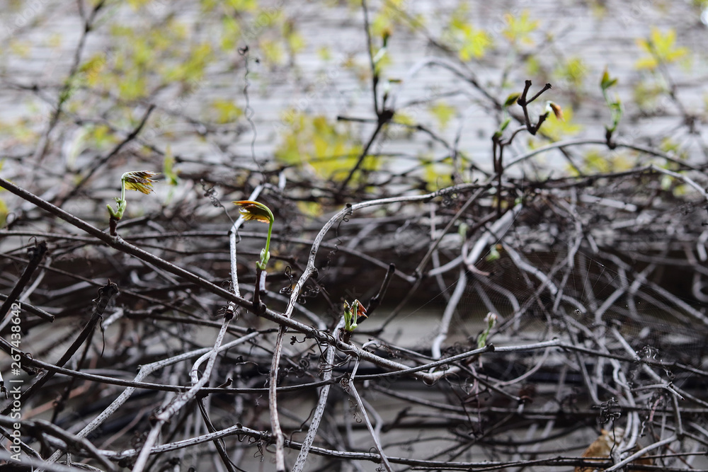Obraz premium ivy-covered wall in spring