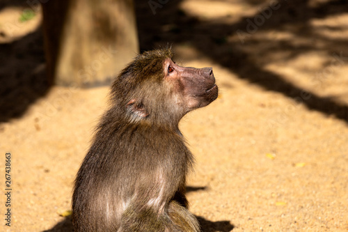 Portrait of Old World hamadryas baboon adult female monkey © veroja