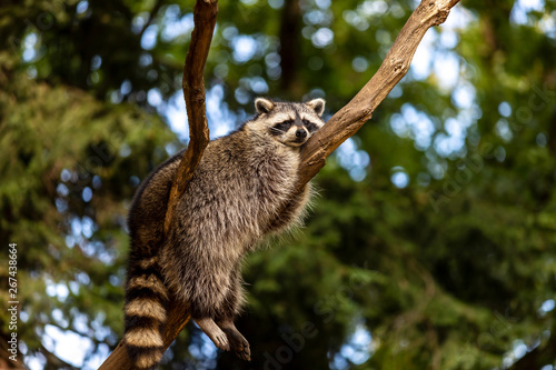 Fotografie Full body of relaxing common lotor procyon raccoon on the tree branch