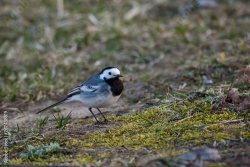 White wagtail bird (Motacilla alba) in water.