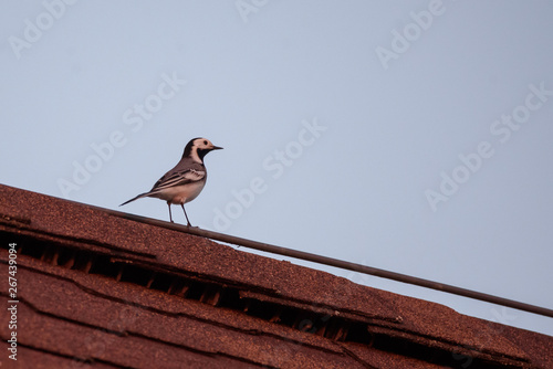 White wagtail bird (Motacilla alba) on red rooftop.