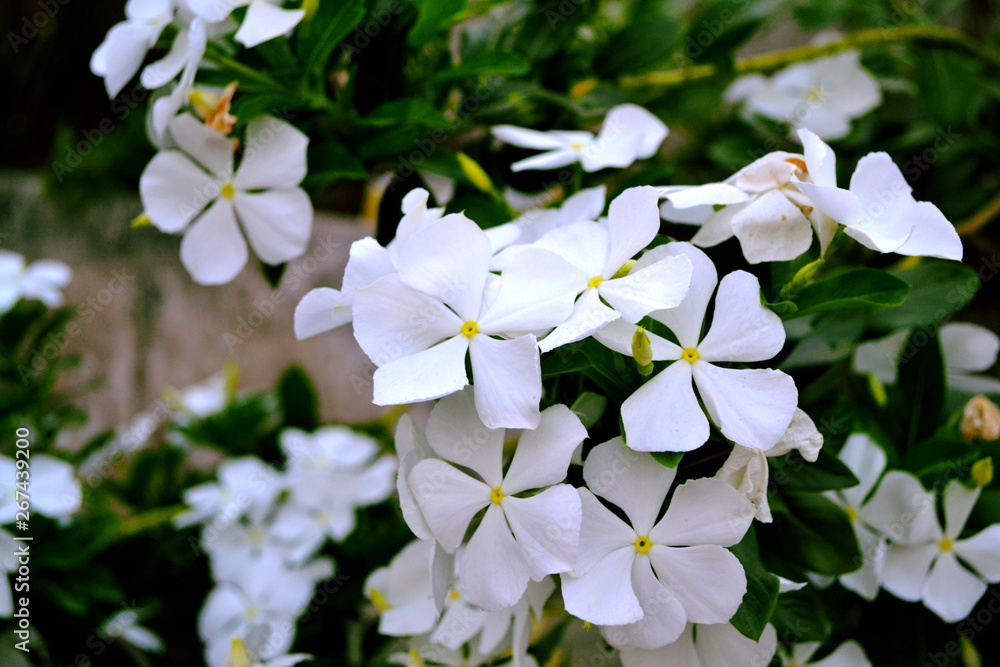 Fototapeta premium White Flowers in Garden 