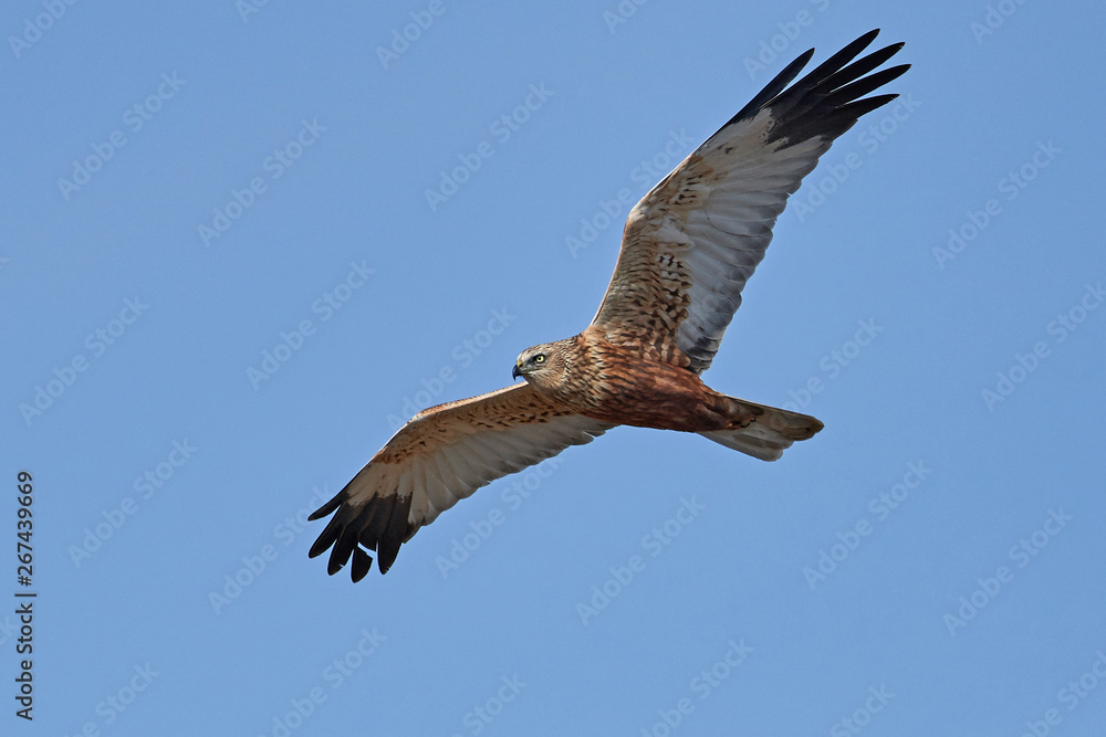 Fototapeta premium Western marsh harrier (Circus aeruginosus)