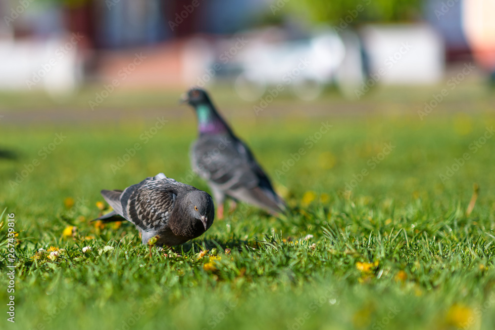 Obraz premium Pigeons are sitting on the green grass in summer.