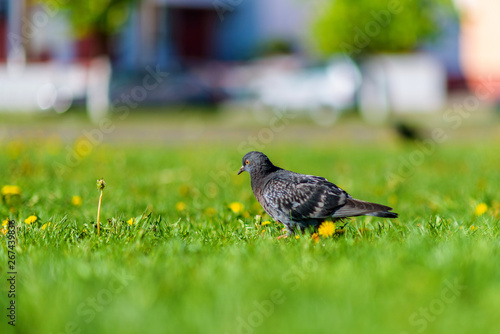 Pigeons are sitting on the green grass in summer.