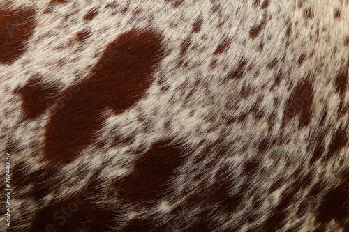 Close up of the brown and white markings on a Nguni cow hide, native cattle breed to southern Africa.