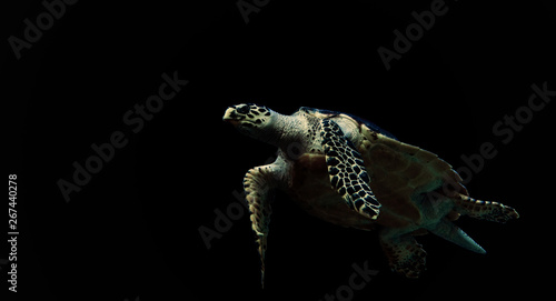 sea turtle on black background