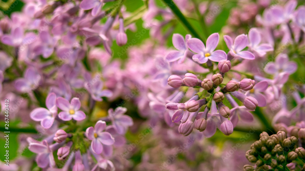 Blooming lilac. Beautiful spring horizontal background, space for text.