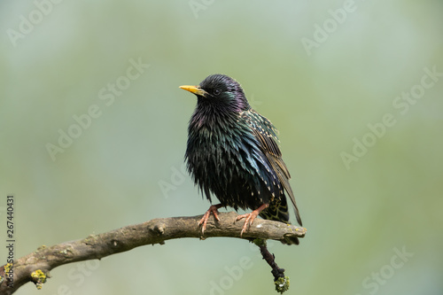 Common starling sitting on a branch
