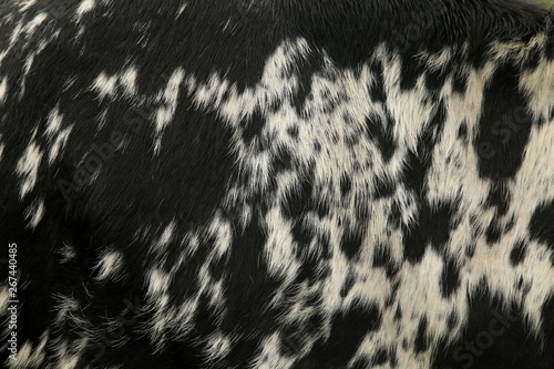Close up of the black and white marked hide of a Nguni cow, a breed native to the Zulu nation of southern Africa.