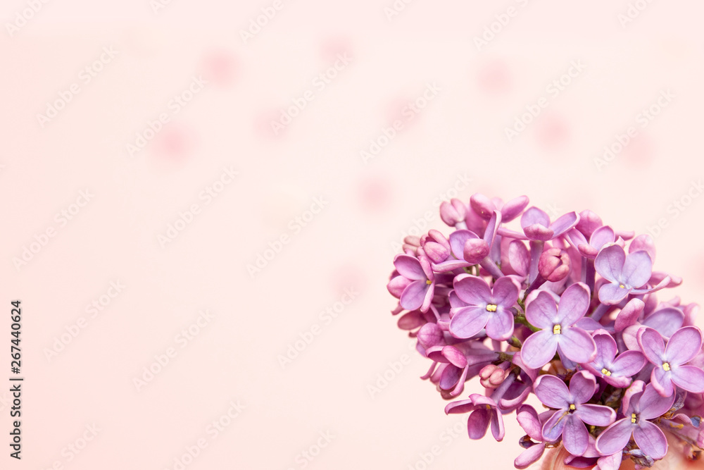 A sprig of lilac lies on a pink paper background.