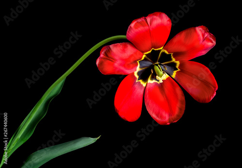 Big red tulip on a black background