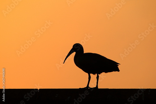 A Hadeda Ibis silhouetted against an orange sunset sky.