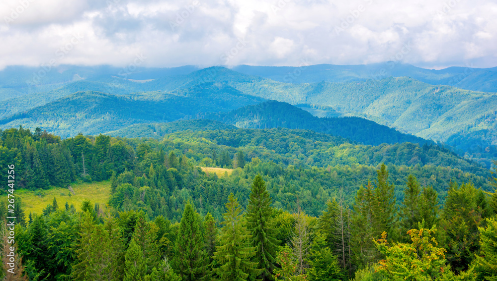 Photo of green forest and valley in Carpathian mountains