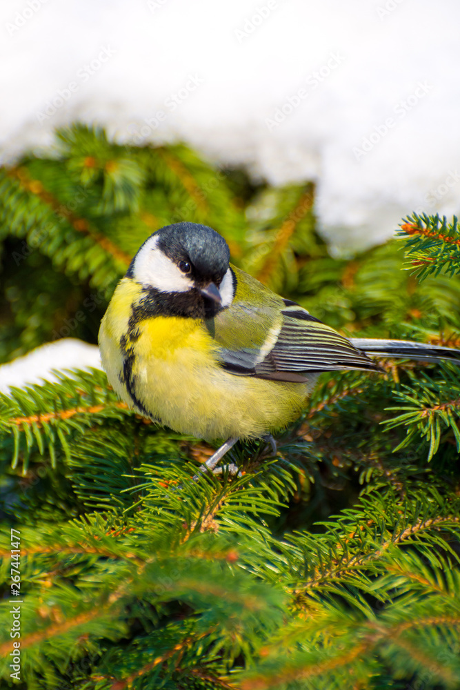 Obraz premium Photo of a bright little yellow tit sitting on a branch of tree in winter