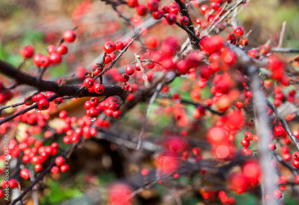 Red cotoneaster berries on the shrubs Red cotoneaster berries on the shrubs