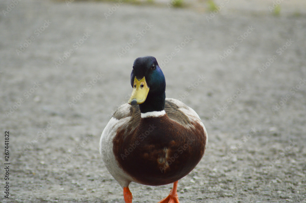 Obraz premium Ducks looking for some food