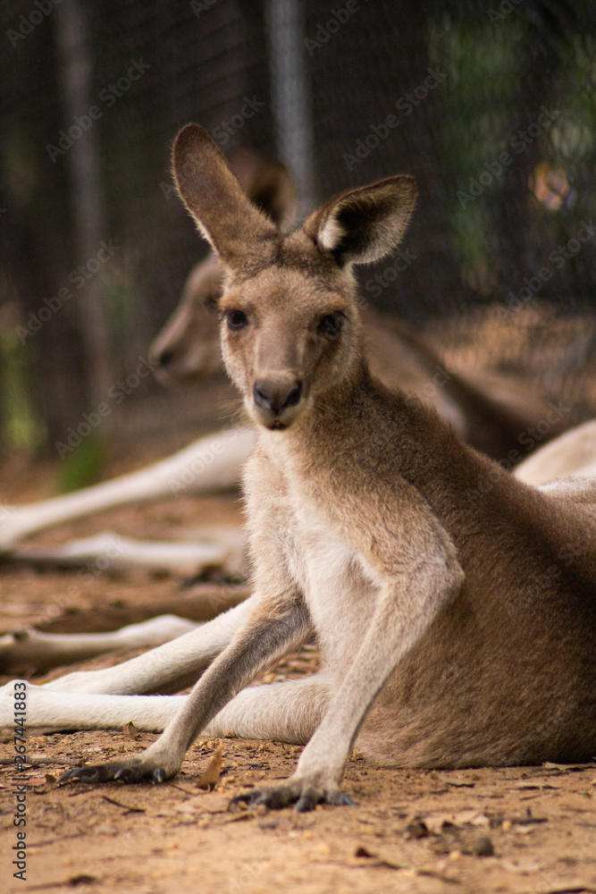 Close up view of adorable adult kangaroo standing on the grass. Wildlife animal concept in its natural environment. Australia. Symbol of Australia. Brisbane.