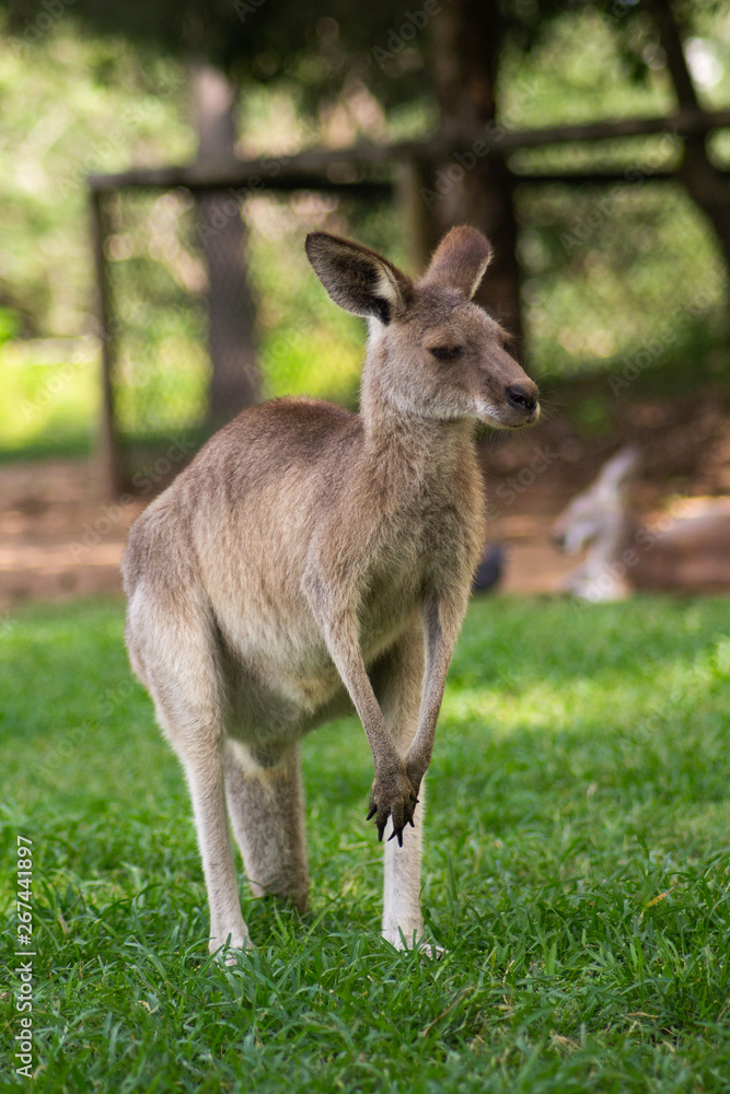 Close up view of adorable adult kangaroo standing on the grass. Wildlife animal concept in its natural environment. Australia. Symbol of Australia. Brisbane.