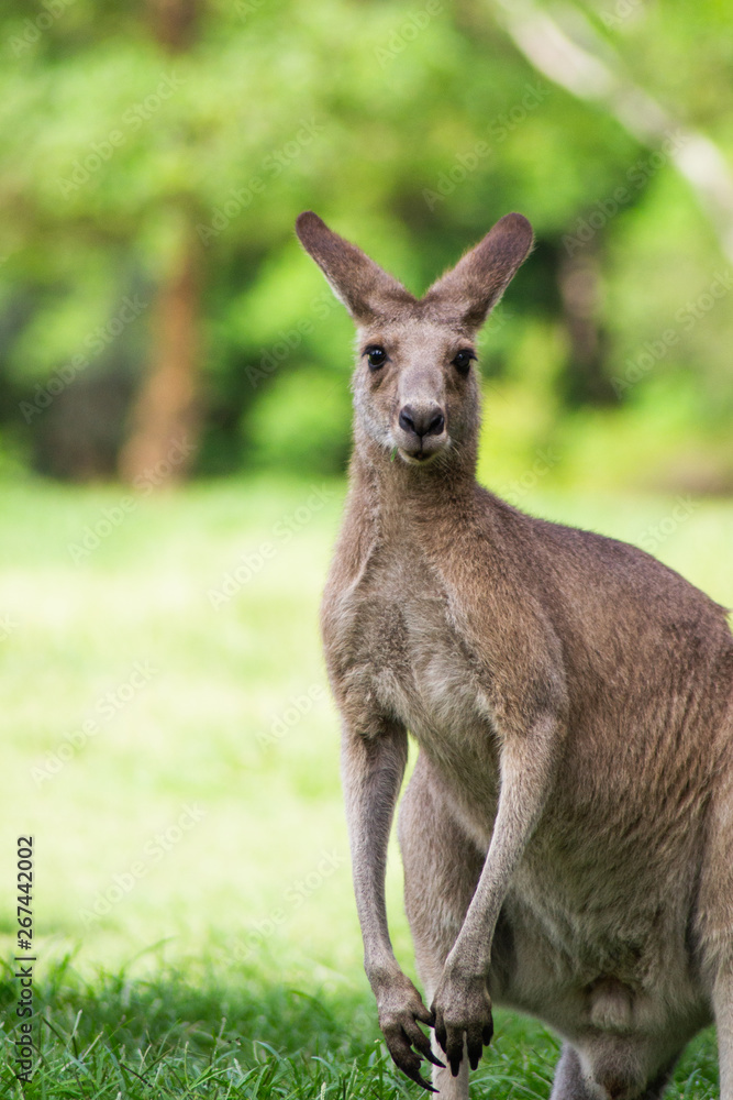 Close up view of adorable adult kangaroo standing on the grass. Wildlife animal concept in its natural environment. Australia. Symbol of Australia. Brisbane.