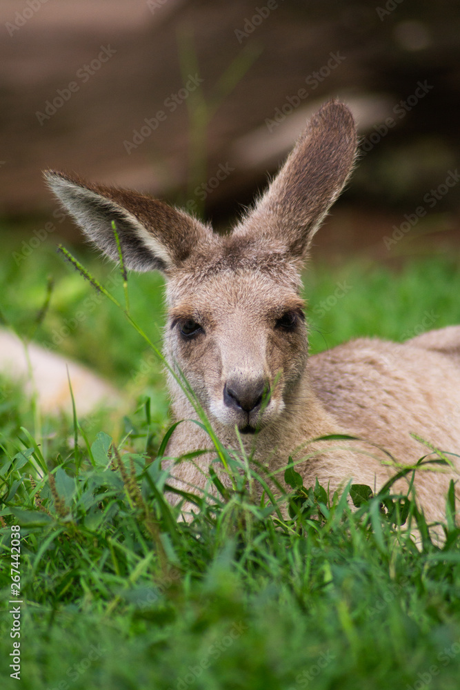 Close up view of adorable adult kangaroo standing on the grass. Wildlife animal concept in its natural environment. Australia. Symbol of Australia. Brisbane. Close up view of adorable adult kangaroo standing on the grass. Wildlife animal concept in its natural environment. Australia. Symbol of Australia. Brisbane.