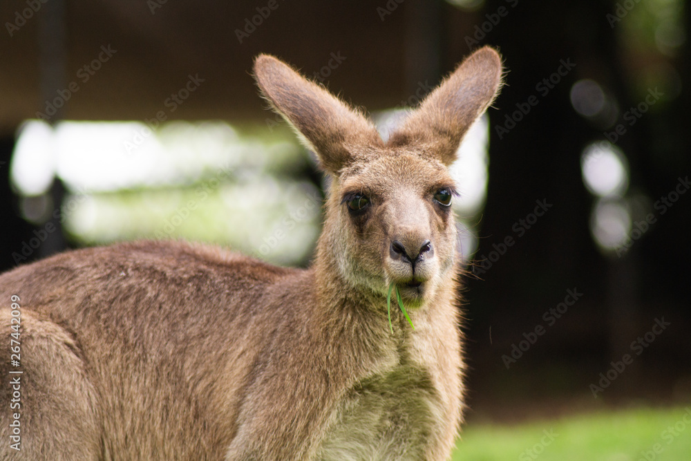 Close up view of adorable adult kangaroo standing on the grass. Wildlife animal concept in its natural environment. Australia. Symbol of Australia. Brisbane.