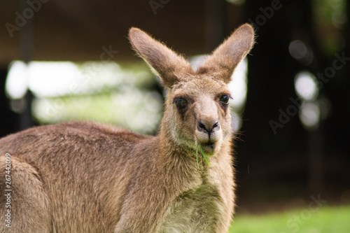 Close up view of adorable adult kangaroo standing on the grass. Wildlife animal concept in its natural environment. Australia. Symbol of Australia. Brisbane. © Dajahof