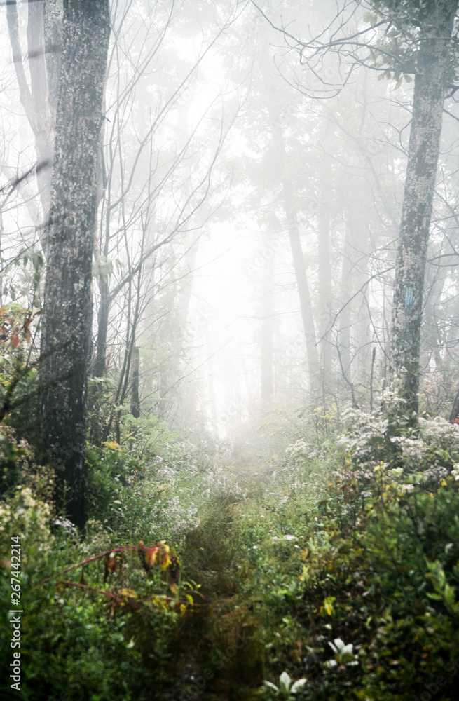 Fototapeta premium Misty Day Hiking in Shenandoah National Park in Virginia in Summer