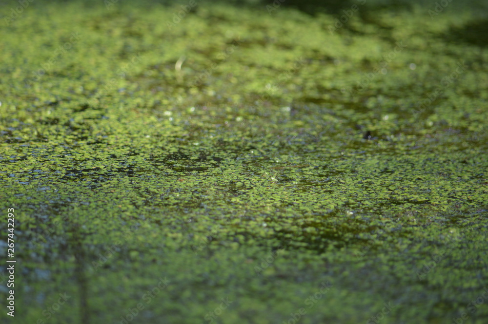 Duckweed Duckweed