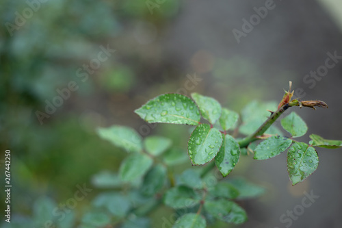 green leaves of rose bush macro background 