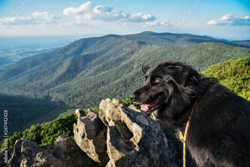 Wallpaper Mural Dog Hiking at Shenandoah National Park in Virginia in Summer Torontodigital.ca