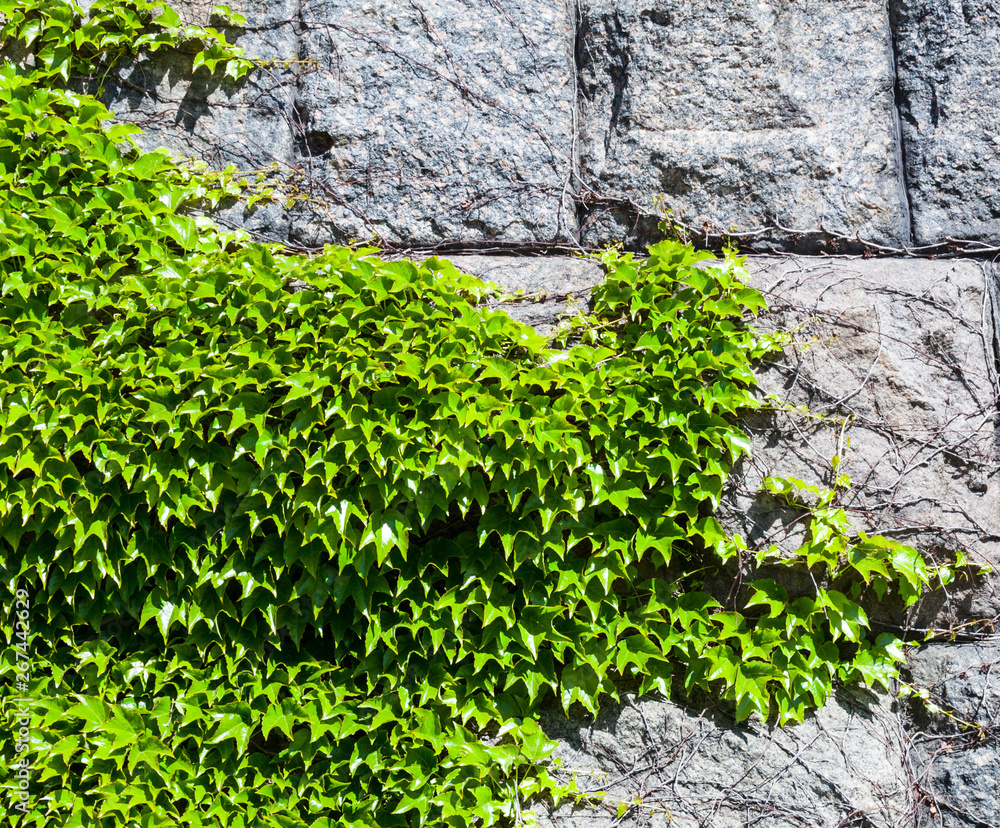 Stone wall covered with the green ivy Stone wall covered with the green ivy
