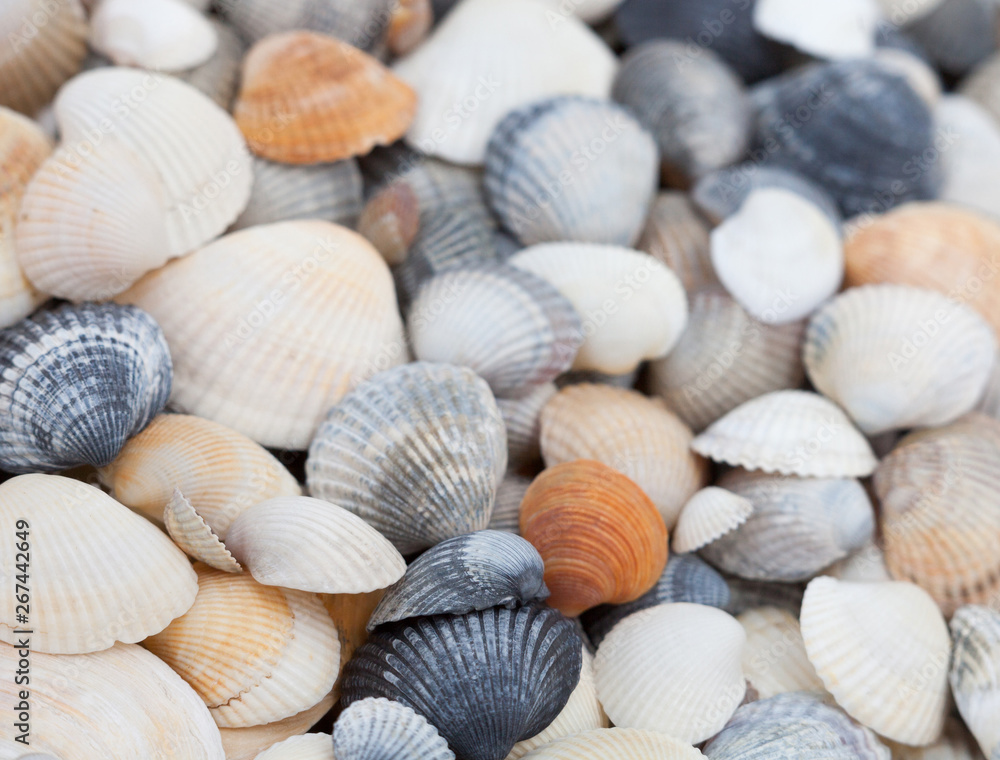 Seashells. Mollusk shells. Seashells. Mollusk shells.