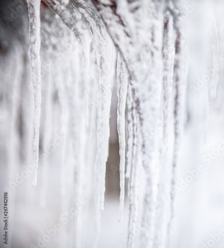 Long thin icicles. Close-up