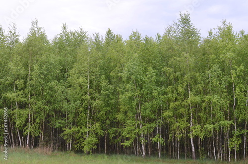 Fototapeta Naklejka Na Ścianę i Meble -  bory, drzew, charakter, krajobraz, zieleń, lato, gras, drewna, jezior, brzoza, niebo, jary, park, woda, hayfield, blękit, sosna, okolica, feuille, roślin, liści, droga, rzeka