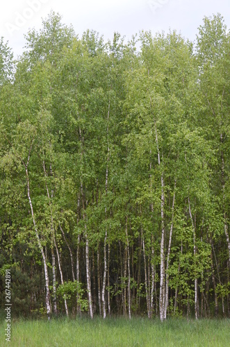 Fototapeta Naklejka Na Ścianę i Meble -  Foto Sobieniak Szymon