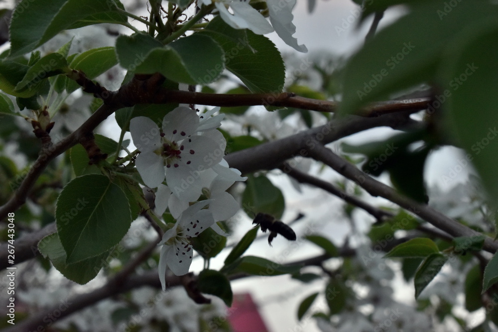 Spring flowering of fruit trees in the garden Spring flowering of fruit trees in the garden