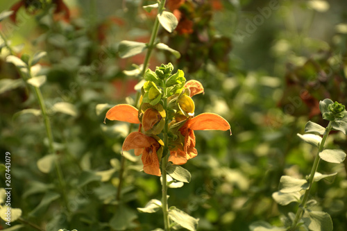 Canvastavla salvia repens orange colored flowers in a glass house in late spring, spice and