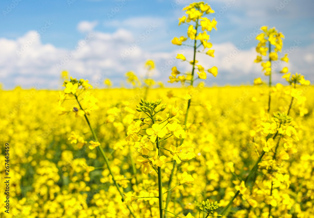 canola field with ripe rapeseed, blue sky, agricultural background canola field with ripe rapeseed, blue sky, agricultural background