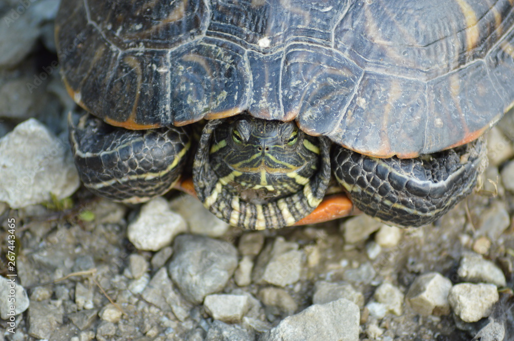 Painted turtle sunbathing in the sun Painted turtle sunbathing in the sun