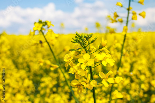 canola field with ripe rapeseed, blue sky, agricultural background