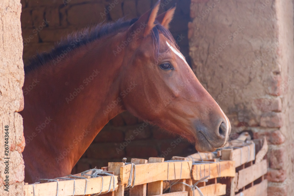 Fototapeta premium Chestnut horse in a wooden stall box