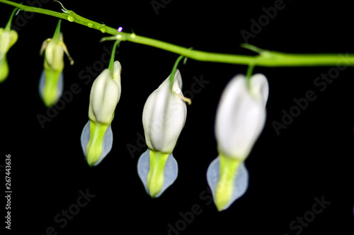 Lamprocapnos spectabilis, bleeding heart or Asian bleeding-heart is a species of flowering plant in the poppy family, native to Siberia, northern China, Korea and Japan. Drops of dew or rain.