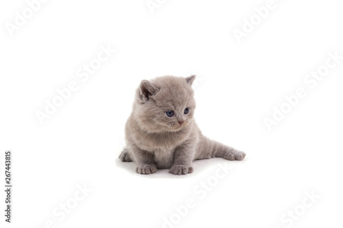 Purple British kitten sitting on a white background, looking away. © Светлана Акифьева