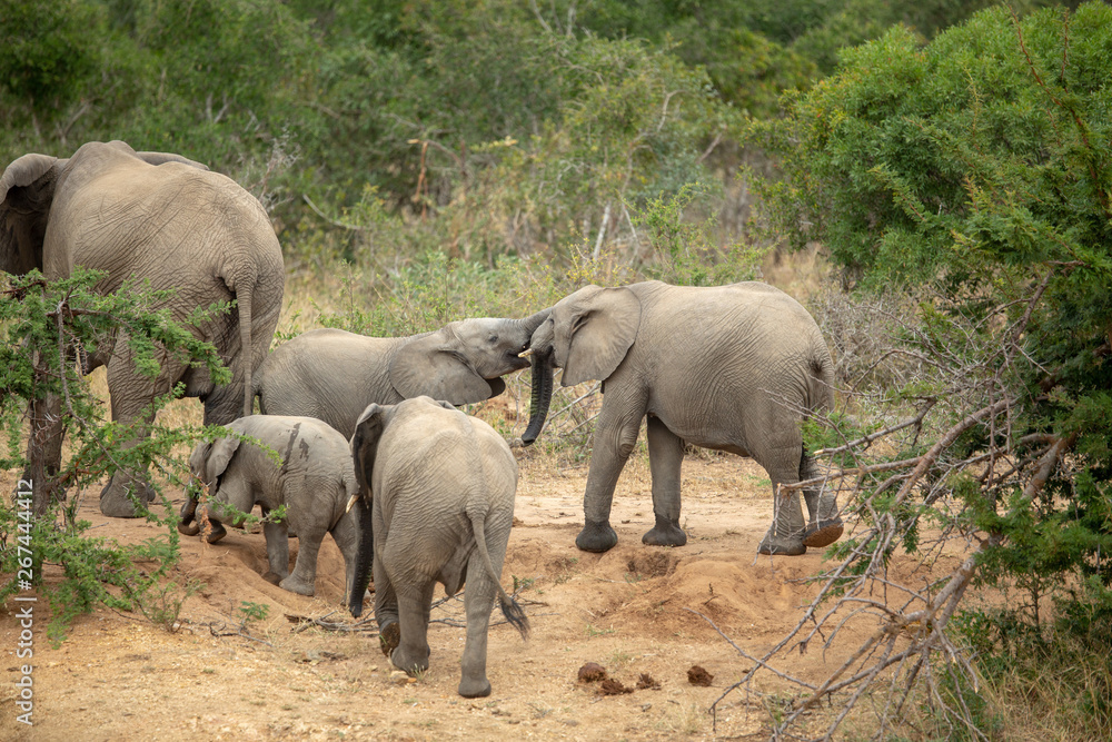 Elephant breeding herds looking for water. Photographed in the lowveld of southern africa Elephant breeding herds looking for water. Photographed in the lowveld of southern africa