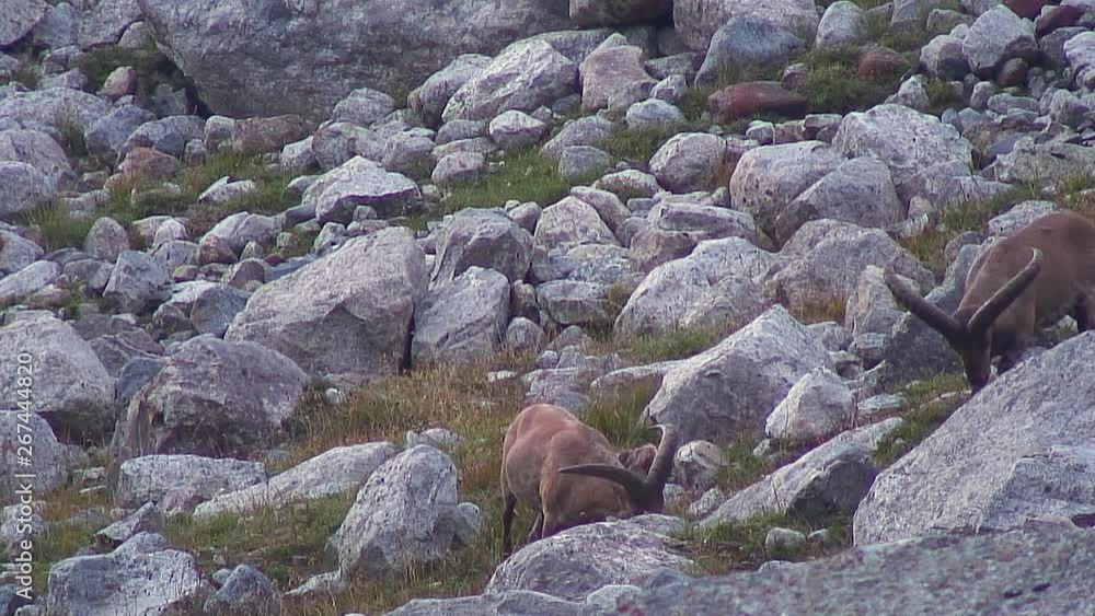 Caucasus. Mizhirgi gorge. Upper reaches. Mountain goats. Caucasus. Mizhirgi gorge. Upper reaches. Mountain goats.