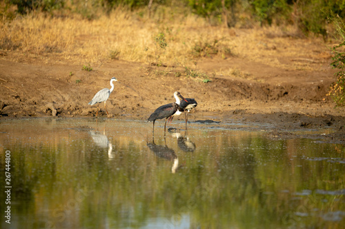 Wooly necked stork and a grey heron